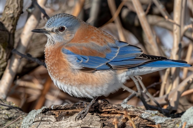 Una macroscopia del bellissimo uccello blu su un ramo d'albero