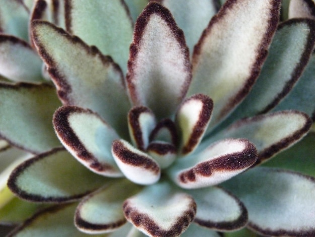 Una macroscopia di una pianta di kalanchoe tomentosa verde