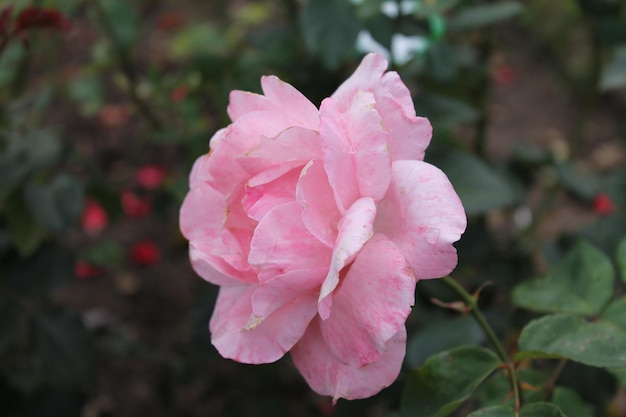 Una magnifica rosa di colore rosa tenue su uno sfondo verde isolato