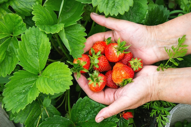 Una manciata di fragole fresche da una fattoria di fragole. Natura. Messa a fuoco selettiva.