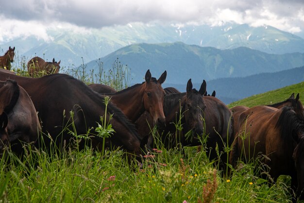 Una mandria di bellissimi cavalli al pascolo in montagna in una nuvolosa giornata estiva