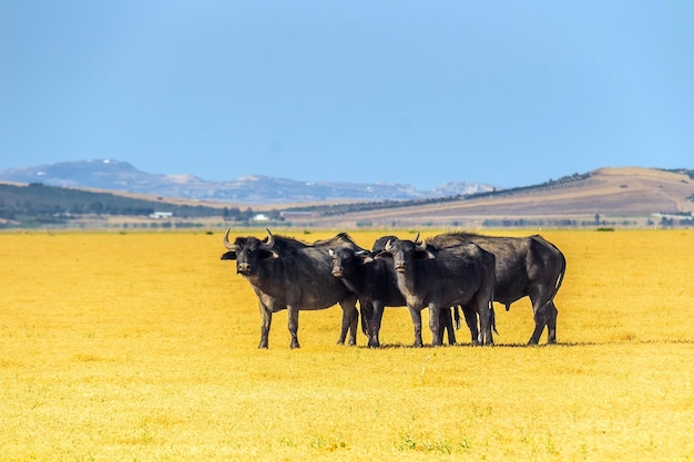 Una mandria di bestiame al pascolo in un campo giallo a Ichkeul Bizerte Tunisia