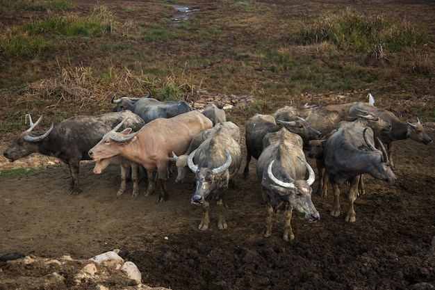 Una mandria di bufali in un campo fangoso