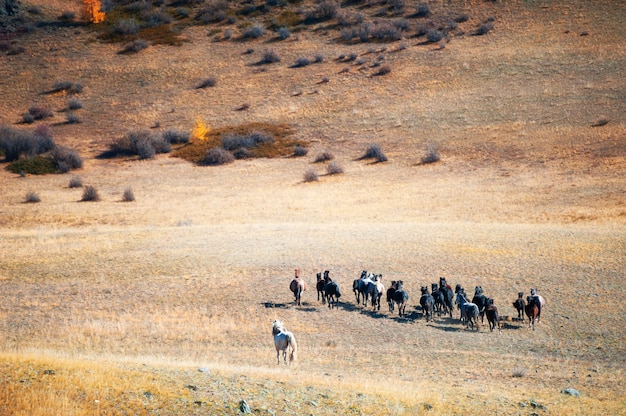 Una mandria di cavalli che corrono in montagna. Repubblica dell'Altaj, Siberia, Russia
