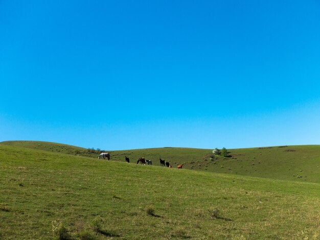 Una mandria di cavalli pascola in cima a un paesaggio naturale collinare verdeggiante