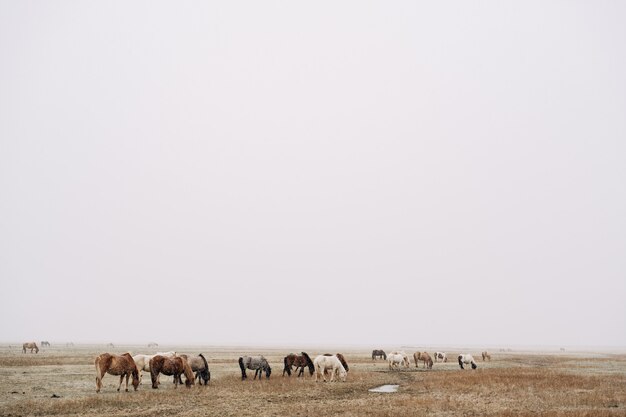 Una mandria di cavalli sta attraversando il campo e mangiando erba, nevica scarsa visibilità a causa di