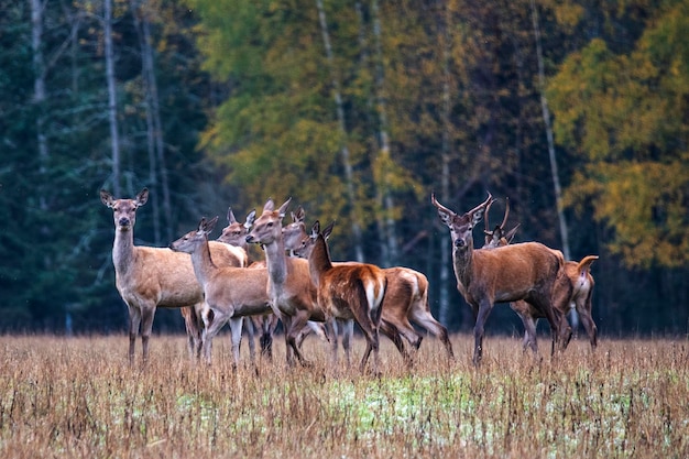 Una mandria di giovani cervi ostenta in un prato forestale in una sera d'autunno