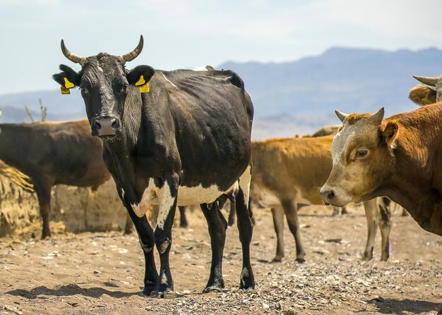 Una mandria di mucche al pascolo nel prato all'aria aperta Pascoli per animali Le mucche mangiano l'erba Toro arrabbiato