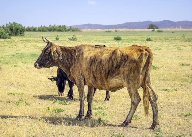 Una mandria di mucche al pascolo nel prato all'aria aperta Pascoli per animali Le mucche mangiano l'erba Toro arrabbiato