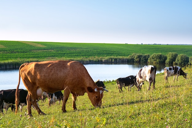 Una mandria di mucche al pascolo sul campo