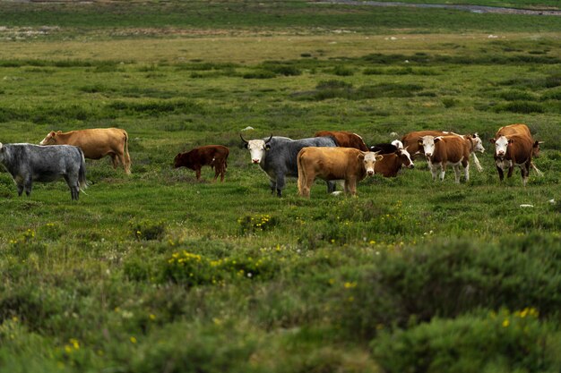 Una mandria di mucche e mezzi yak pascola su un prato verde. Agricoltura e allevamento di bestiame