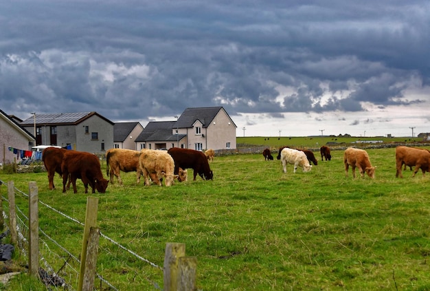 Una mandria di mucche pascola in un campo con case sullo sfondo.