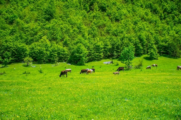 Una mandria di mucche pascola in un prato tra le alte montagne