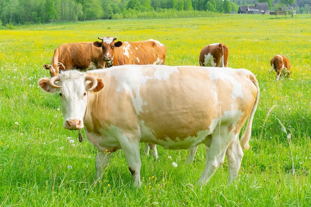 Una mandria di mucche pascola su un prato verde. Giornata estiva in fattoria.