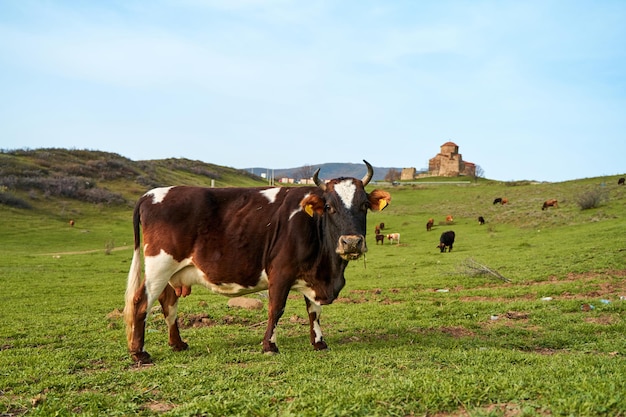 Una mandria di mucche pascola su un prato verde sullo sfondo del tempio di Jvari in Georgia