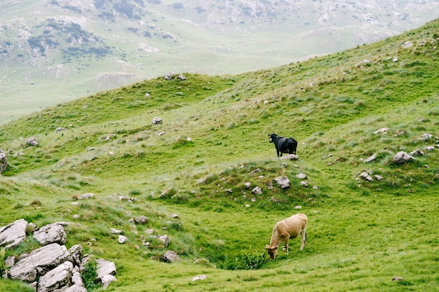 Una mandria di mucche pascola su verdi prati collinari nelle montagne del parco nazionale del durmitor del montenegro