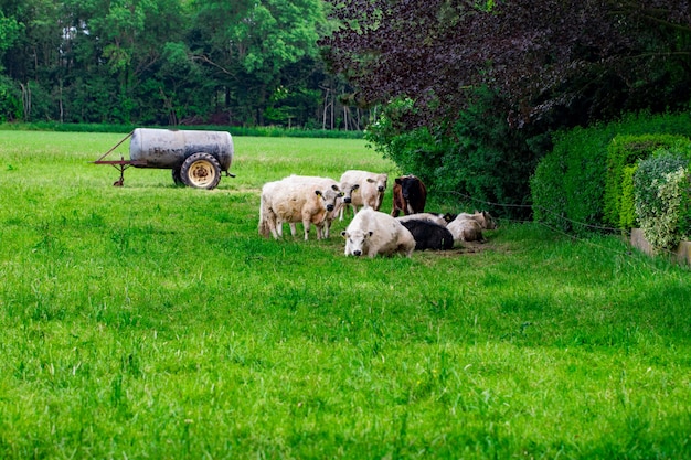 Una mandria di mucche su un campo verde.
