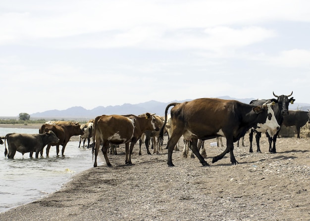 Una mandria di mucche venne ad abbeverarsi Siccità al pascolo Un toro protegge le mucche in un abbeveratoio