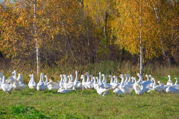 Una mandria di oche bianche domestiche su un prato con alberi mattina d'autunno