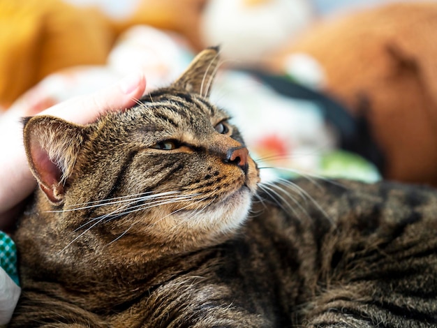 Una mano accarezza il gatto Primo piano del volto di un gatto soddisfatto