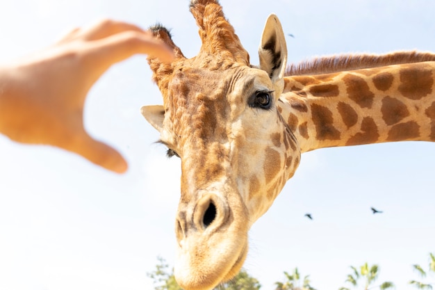 Una mano che cerca di accarezzare una giraffa
