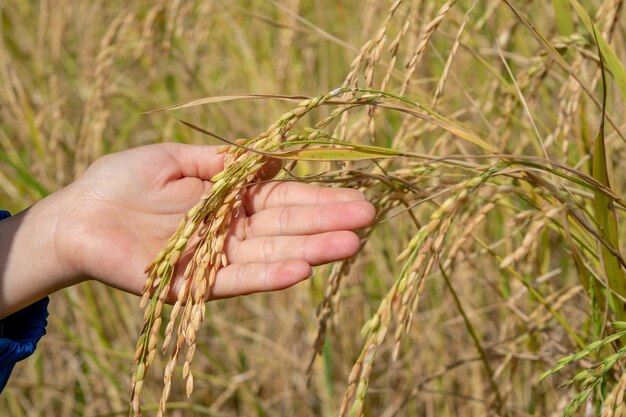 Una mano che tiene il riso sul campo di riso.