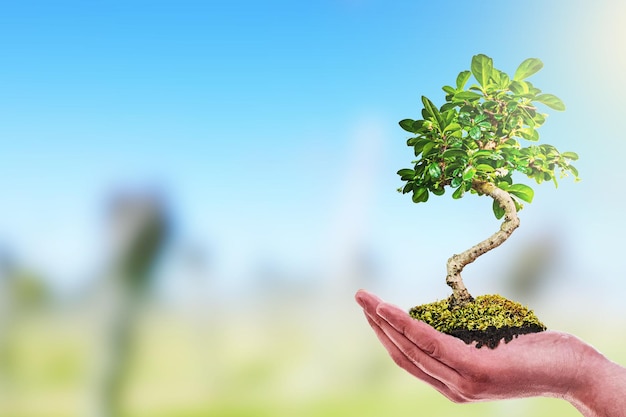 Una mano che tiene un albero bonsai nel palmo delle mani