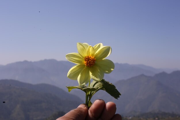 una mano che tiene un fiore giallo in montagna