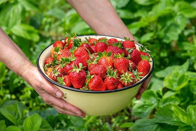 Una mano che tiene una ciotola bianca piena di fragole fresche e mature raccolte di fragole su uno sfondo di foglie verdi. Natura. Messa a fuoco selettiva