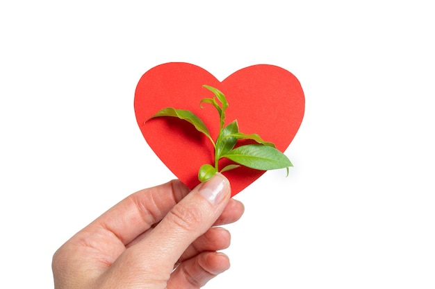 Una mano che tiene una forma di cuore di carta rossa e un germoglio verde con foglie come simbolo di ecologia su sfondo bianco Concetto ecologico Cura della vita e dell'ecosistema per un futuro sostenibile