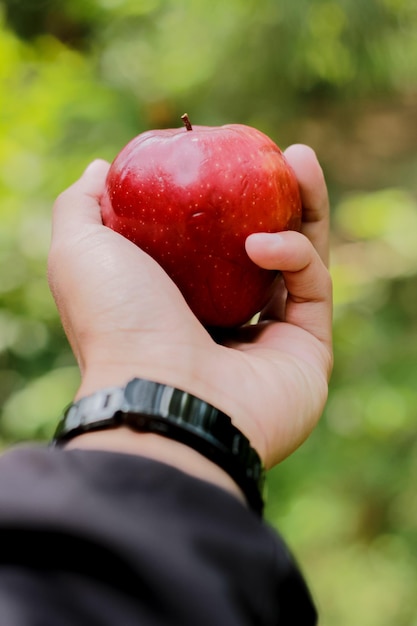 Una mano che tiene una mela rossa Frutta fresca