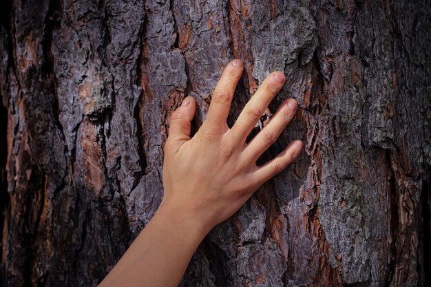 Una mano che tocca un tronco d'albero con sopra la parola albero