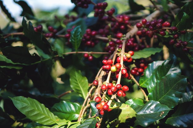 Una mano contadino raccogliendo bacche di caffè mature e crude