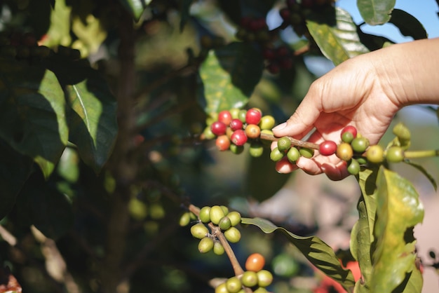 Una mano contadino raccogliendo bacche di caffè mature e crude