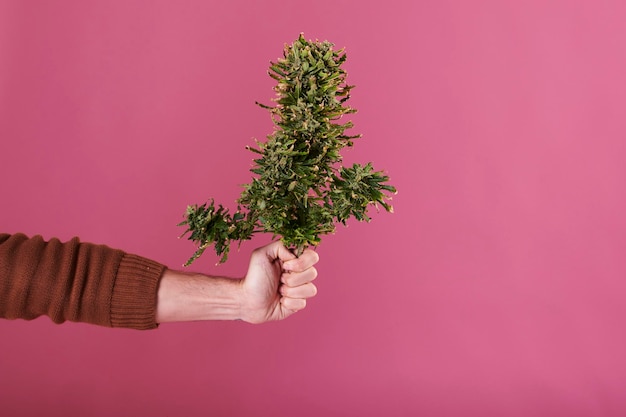 Una mano d'uomo che tiene una pianta di cannabis tagliata su sfondo rosa