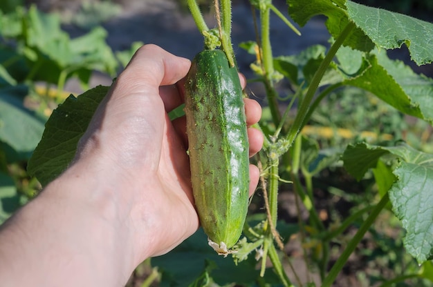 Una mano dell'uomo tiene un cetriolo che coltiva ortaggi nel cortile agricoltura biologica in ucraina