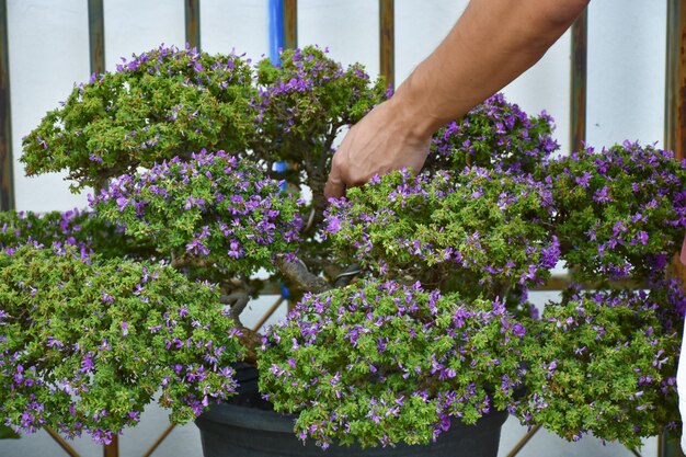 Una mano di fiori tagliati