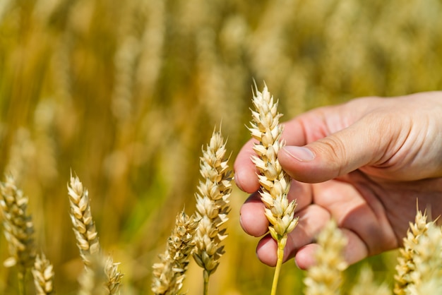 Una mano di tocchi umani gambo di grano nel campo in estate.