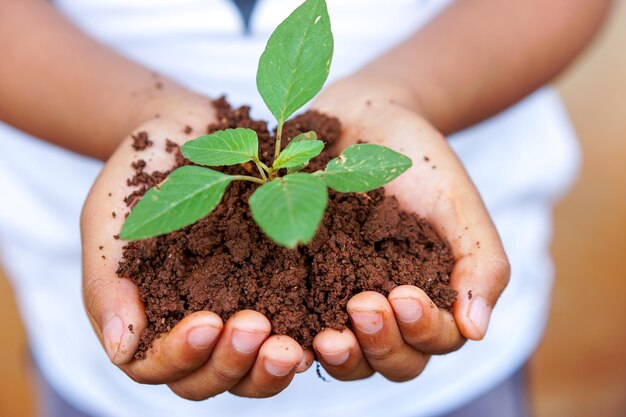 una mano di un bambino che tiene un piccolo albero per piantare il concetto di verde del giorno mondiale della terra.