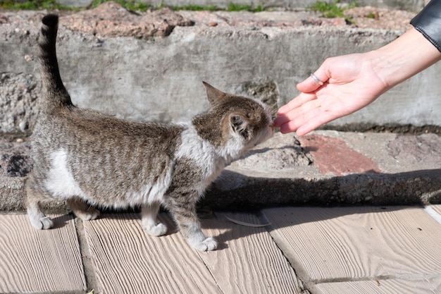 Una mano femminile accarezza un piccolo gatto. Gattino senza casa.