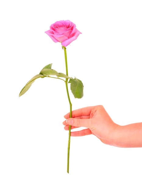 una mano femminile che dà una rosa rosa su bianco