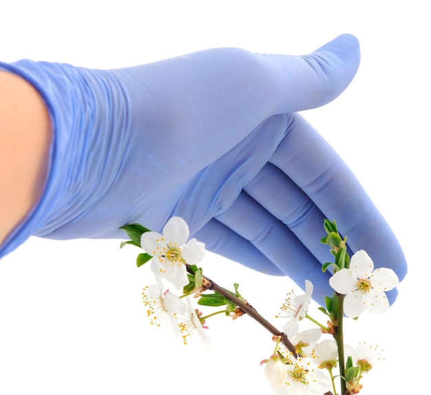 Una mano femminile in un guanto medico tiene un ramo di ciliegio in fiore