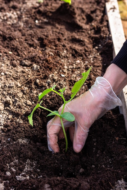 Una mano femminile in un guanto pianta piantine di cetriolo nel terreno in una serra in una giornata di sole primaverile