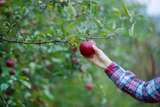 Una mano maschile bianca prende una mela da un melo Concetto tradizionale di raccogliere frutta fatta a mano