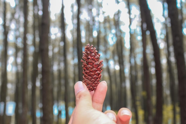 Una mano porta una pigna marrone o un frutto di pino con una foresta di pini sullo sfondo