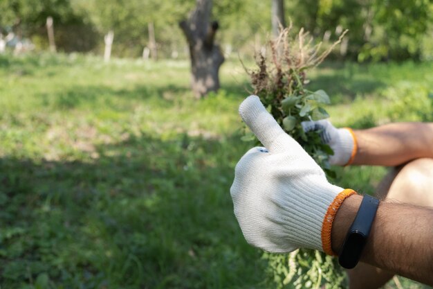 Una mano rimuove le erbacce nel giardino Concetto di giardinaggio