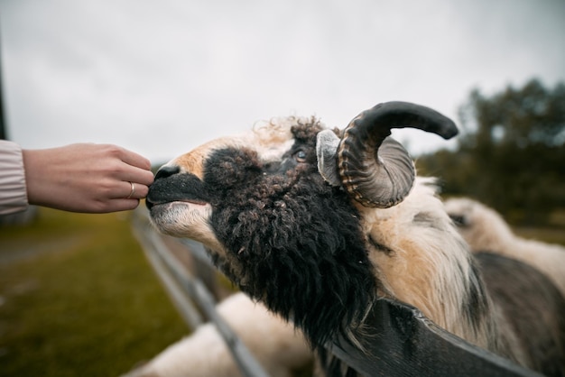 Una mano si allunga e accarezza la guancia di una pecora Il concetto di persone è accarezzare gli animali in uno zoo di contatto Pecore nella fattoria