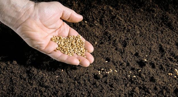 Una mano sparge i chicchi di grano nella fertile terra nera Primo piano