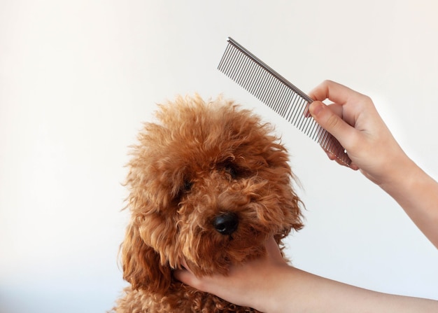 Una mano tiene la testa di un barboncino arruffato e un pettine sopra il cane.