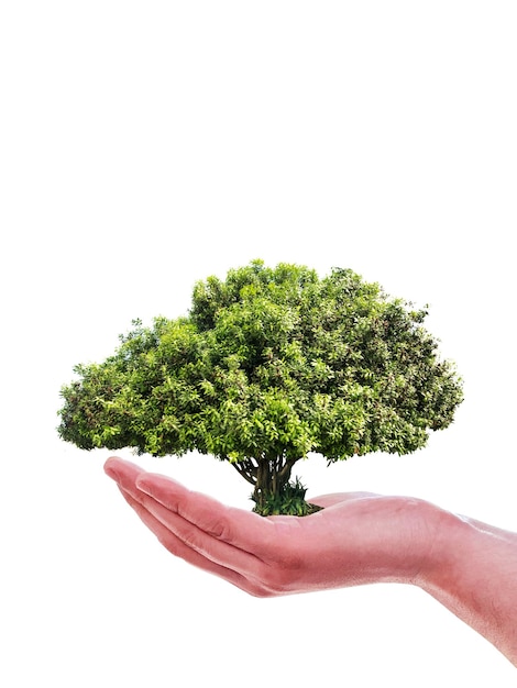 Una mano tiene un albero con sopra la parola albero.